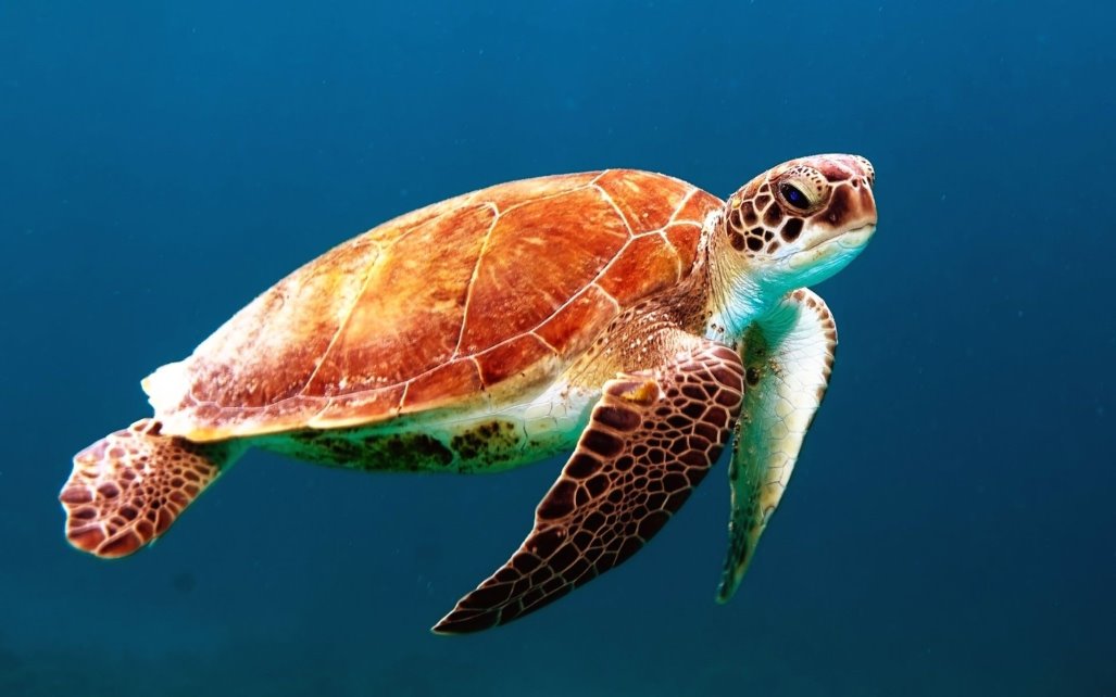 Картинки по запросу черепаха морская